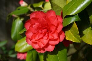 incrível camélia vermelha bonita - camélia japonica, conhecida como camélia comum ou camélia japonesa. foto