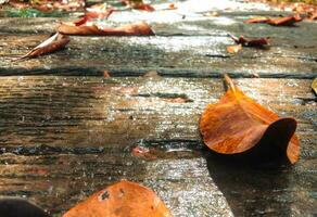 seco Castanho folhas em uma molhado de madeira passarela para concepção outono produtos cobre foto