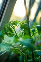 jovem tomate plantar crescendo dentro estufa foto