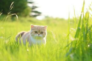 ai gerado jogando com gatos sem fim felino Diversão foto