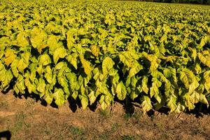 uma campo do tabaco plantas com amarelo folhas foto