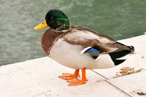 uma Pato em pé em uma borda perto uma corpo do água foto