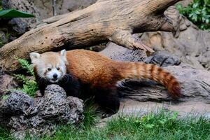 uma vermelho panda é caminhando em a terra perto uma árvore foto