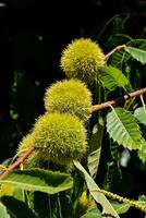 uma grupo do verde castanhas em uma árvore ramo foto