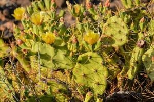 uma cacto plantar com amarelo flores dentro a deserto foto