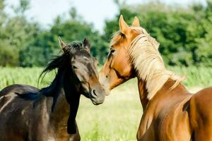 dois cavalos estão em pé dentro uma campo foto