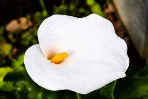 uma branco calla lírio dentro a jardim foto