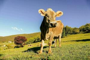 uma vaca é em pé em uma gramíneo Colina foto