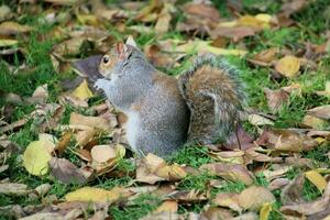 uma Visão do uma cinzento esquilo dentro uma Londres parque foto