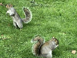 uma Visão do uma cinzento esquilo dentro uma Londres parque foto