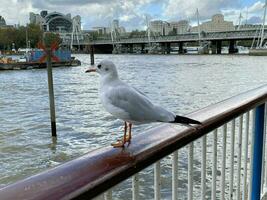 uma fechar acima do uma mar gaivota dentro Londres foto