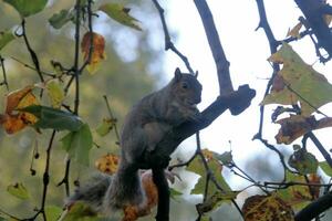 uma Visão do uma cinzento esquilo dentro uma Londres parque foto