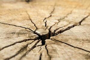 velho árvore toco de madeira textura fundo fechar acima foto