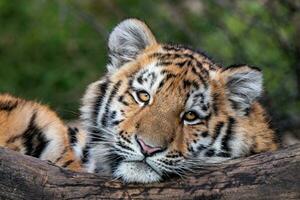 lindo filhote de tigre siberiano, panthera tigris altaica foto