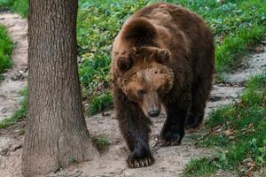 Castanho Urso dentro a floresta. Kamchatka urso, Ursus arctos beringianus foto