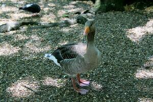 uma visão de um ganso greylag foto