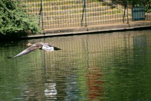 uma visão de um ganso greylag foto