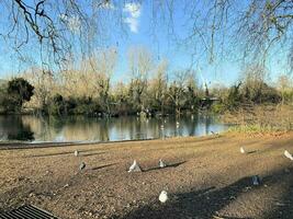 uma visão de um pelicano em londres foto