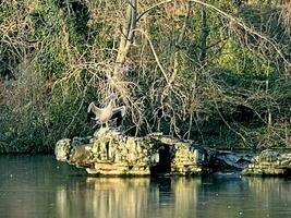 uma visão de um pelicano em londres foto