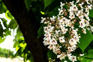 Catalpa árvore com flores e folhas, Catalpa bignonioides, Catalpa speciosa ou charuto árvore foto