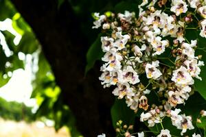 Catalpa árvore com flores e folhas, Catalpa bignonioides, Catalpa speciosa ou charuto árvore foto