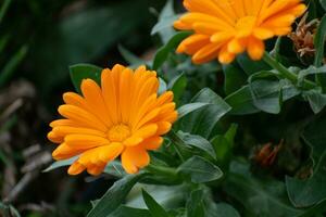 lindo laranja calêndula officinalis flor fechar acima dentro uma jardim em uma verde fundo foto