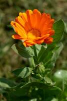 lindo laranja calêndula officinalis flor fechar acima dentro uma jardim em uma verde fundo foto