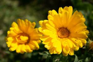 lindo amarelo calêndula officinalis flor fechar acima dentro uma jardim em uma verde fundo foto