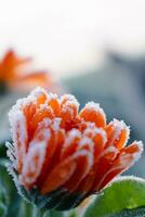 lindo congeladas laranja calêndula dentro inverno, manhã cedo geada dentro interior, calêndula officinalis foto