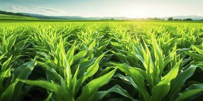 ai gerado campo do vibrante verde biocombustível plantações. ai gerado. foto