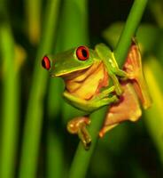 fofa verde de olhos vermelhos sapo foto