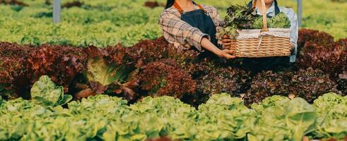 agricultor cultivar saudável nutrição orgânico salada legumes dentro hidropônico agronegócio Fazenda. foto