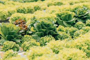 agricultor cultivar saudável nutrição orgânico salada legumes dentro hidropônico agronegócio Fazenda. foto