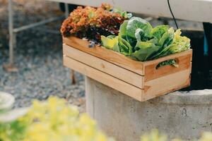 agricultor cultivar saudável nutrição orgânico salada legumes dentro hidropônico agronegócio Fazenda. foto