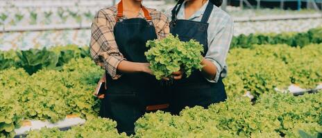 agricultor cultivar saudável nutrição orgânico salada legumes dentro hidropônico agronegócio Fazenda. foto