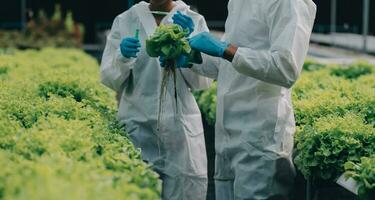 dois ásia agricultores inspecionando a qualidade do orgânico legumes crescido usando hidroponia. foto