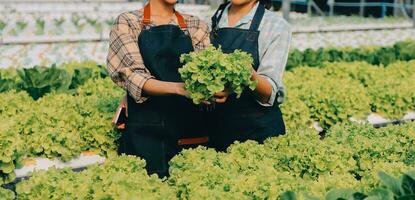 mulher jardineiro inspeciona qualidade do verde carvalho alface dentro estufa jardinagem. fêmea ásia horticultura agricultor cultivar saudável nutrição orgânico salada legumes dentro hidropônico agronegócio Fazenda. foto