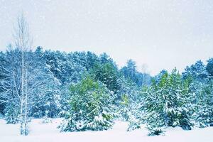 inverno floresta com neve. Natal fundo. natural panorama. coberto geada árvores mágico inverno floresta. ao ar livre foto