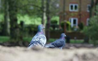 muito fofa pombos às local público parque do Inglaterra foto