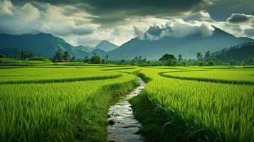 ai gerado verde arroz Campos dentro a chuvoso estação lindo natural cenário foto