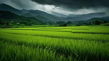 ai gerado verde arroz Campos dentro a chuvoso estação lindo natural cenário foto