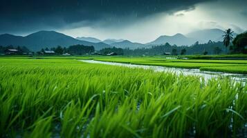 ai gerado verde arroz Campos dentro a chuvoso estação lindo natural cenário foto