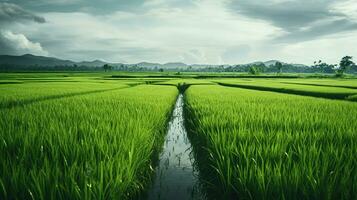 ai gerado verde arroz Campos dentro a chuvoso estação lindo natural cenário foto