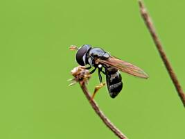 mosca flutuante, sugador de néctar voar, hoverfly macro foto