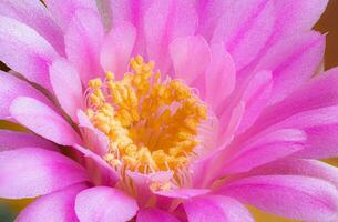 flores estão florescendo. cacto, Rosa e suave Rosa baldianum flor, florescendo no topo uma longo, arqueado espetado plantar em torno da uma Preto fundo, brilhando a partir de acima. foto