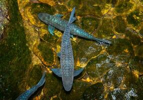 escolas do Preto koi ter azul vítreo escalas. nadar dentro uma seixo lagoa com limpar, Claro água este é a natureza do aquático animais. foto