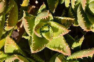 planta de cacto close-up foto