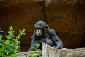 uma chimpanzé sentado em uma registro dentro a cercado foto