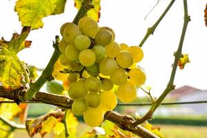 uma grupo do uvas suspensão em uma videira dentro uma campo foto