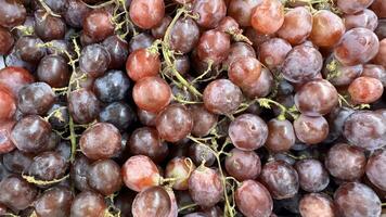 fechar acima do cru orgânico doce vermelho uvas fundo, vinho uvas textura, saudável frutas vermelho vinho uvas fundo, topo Visão foto